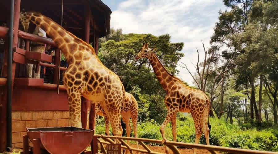 Best of East Africa (Kenya & Tanzania)